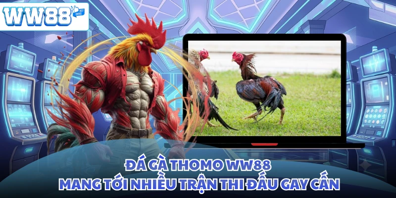 Đá gà Thomo WW88 mang tới nhiều trận thi đấu gay cấn