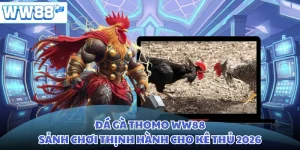 Đá Gà Thomo WW88 - Sảnh Chơi Thịnh Hành Cho Kê Thủ 2026